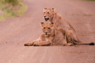 Kruger Park Wildlife
